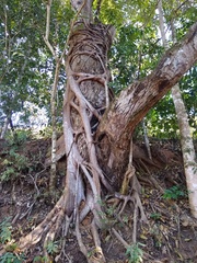 Ficus doliaria