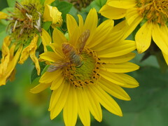 Esenbeckia incisuralis