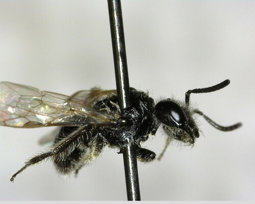 iNaturalist observation photo of Panurginus