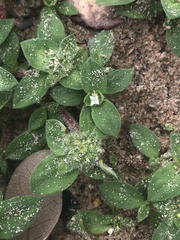 Richardia humistrata