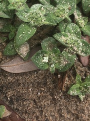 Richardia humistrata