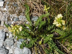 Pedicularis tuberosa