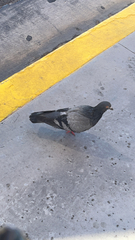 Columba livia
