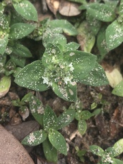 Richardia humistrata