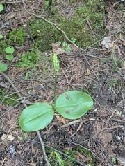 Platanthera orbiculata