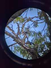 Garrulus glandarius