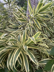 Dracaena reflexa