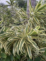 Dracaena reflexa