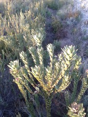 Leucadendron elimense elimense