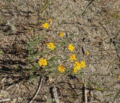 Eriophyllum ambiguum