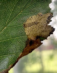 Profenusa canadensis