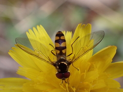 Meliscaeva auricollis