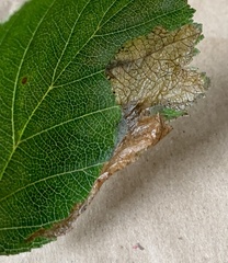 Profenusa canadensis