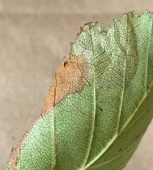 Profenusa canadensis