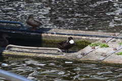 Anas platyrhynchos domesticus