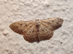 Scopula guancharia