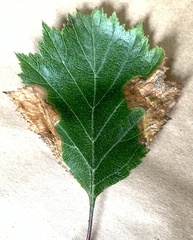 Profenusa canadensis