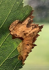 Profenusa canadensis