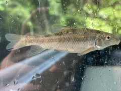 Erimyzon claviformis