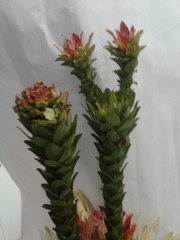 Leucadendron elimense elimense