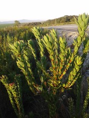Leucadendron elimense elimense