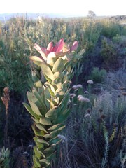 Leucadendron elimense elimense