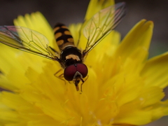 Meliscaeva auricollis