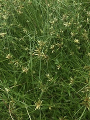 Cyperus lanceolatus