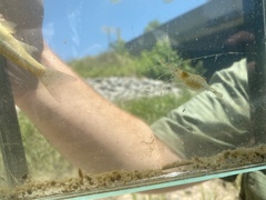 Palaemon kadiakensis