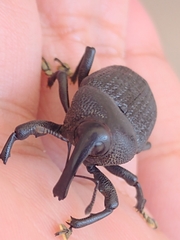 Homalinotus coriaceus