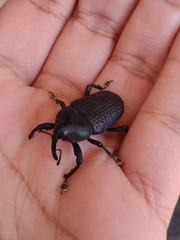 Homalinotus coriaceus