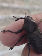 Homalinotus coriaceus