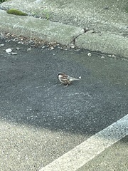 Passer domesticus