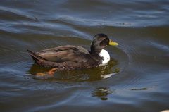 Anas platyrhynchos domesticus