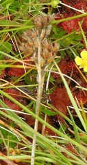 Juncus squarrosus