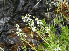 Myosotis stolonifera