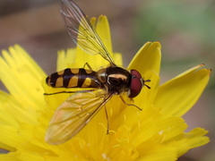 Meliscaeva auricollis