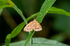 Mellilla xanthometata