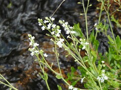 Myosotis stolonifera