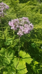 Adenostyles alliariae