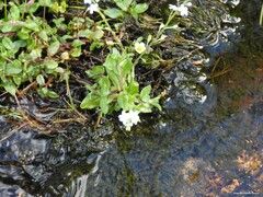 Myosotis stolonifera