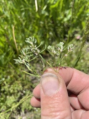 Polygonum polygaloides kelloggii
