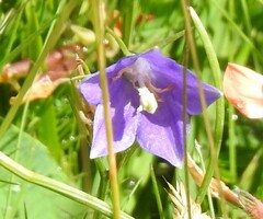Campanula herminii