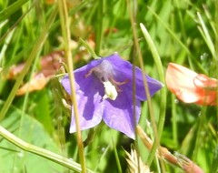 Campanula herminii