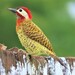 Spot-breasted Woodpecker - Photo (c) Alejo Williams, some rights reserved (CC BY-NC), uploaded by Alejo Williams