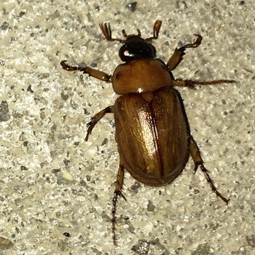 Southern Masked Chafer photo 3