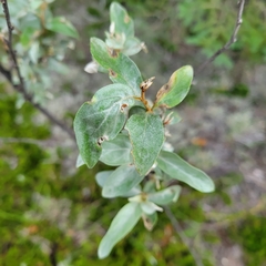Elaeagnus commutata