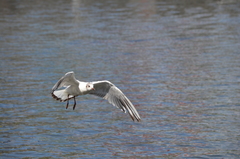 Chroicocephalus ridibundus
