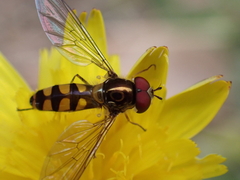 Meliscaeva auricollis