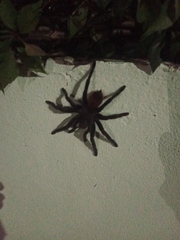 Tliltocatl epicureanus